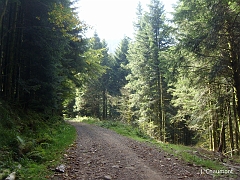 Le chemin forestier menant de Presles aux Gouttes du Ballon